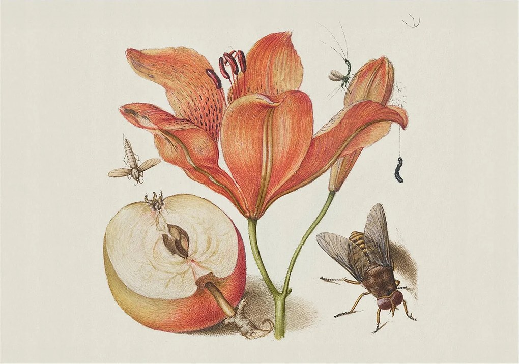 Dekoratív Fotótapéta Fali Fal Botanikus illusztráció 312x219