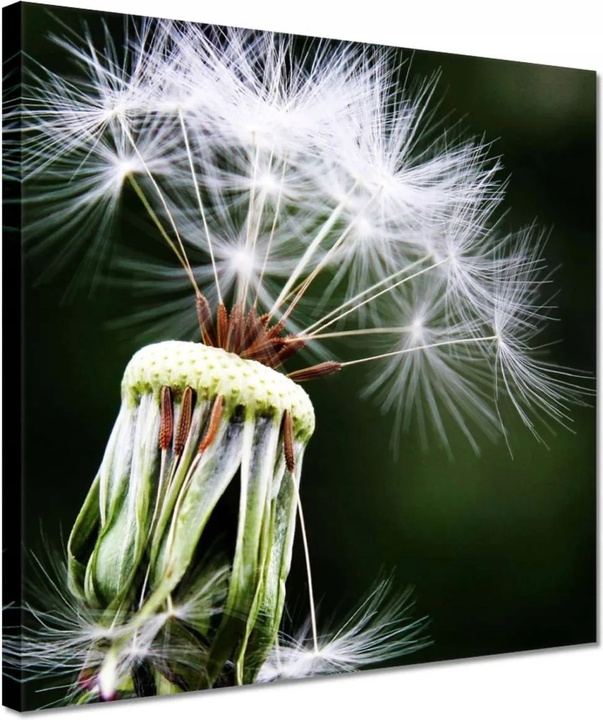 Vászonkép 30x30 Pitypang Virág Virágok