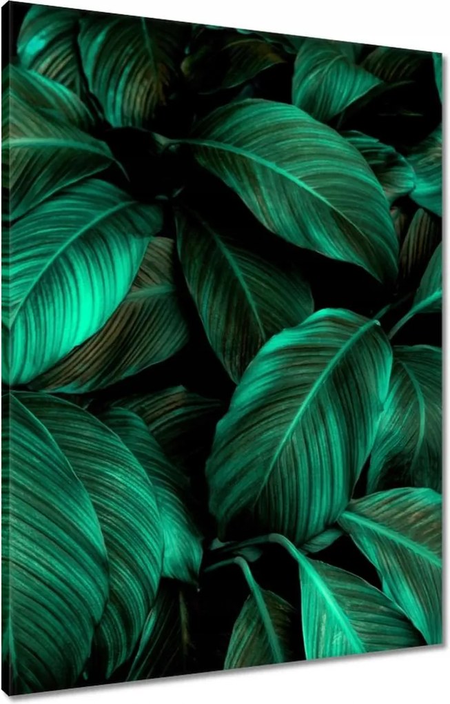 Vászonkép 60x80 Gyönyörű türkiz levelek