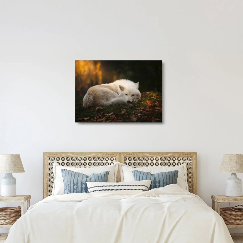 Üveg kép - Pihenő farkas (70x50 cm)