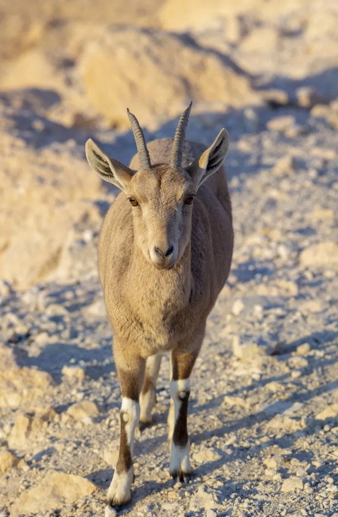 Poszter 53x81cm Nubiana Ibex 8, Assaf Frank