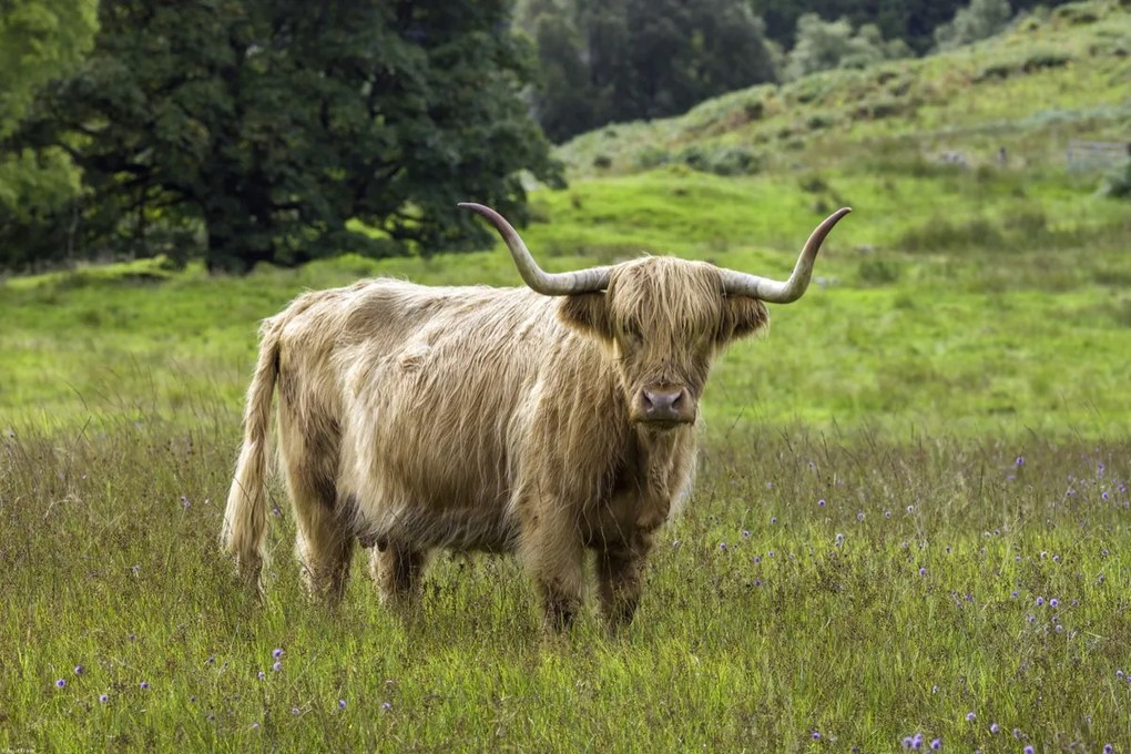 Poszter 60x40cm Hegyi tehén 2, Assaf Frank