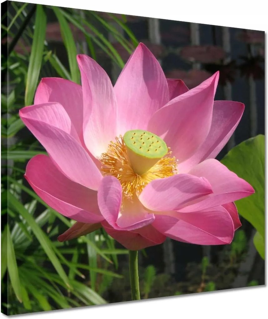 Vászonkép 40x40 Lótusz Lótuszvirág