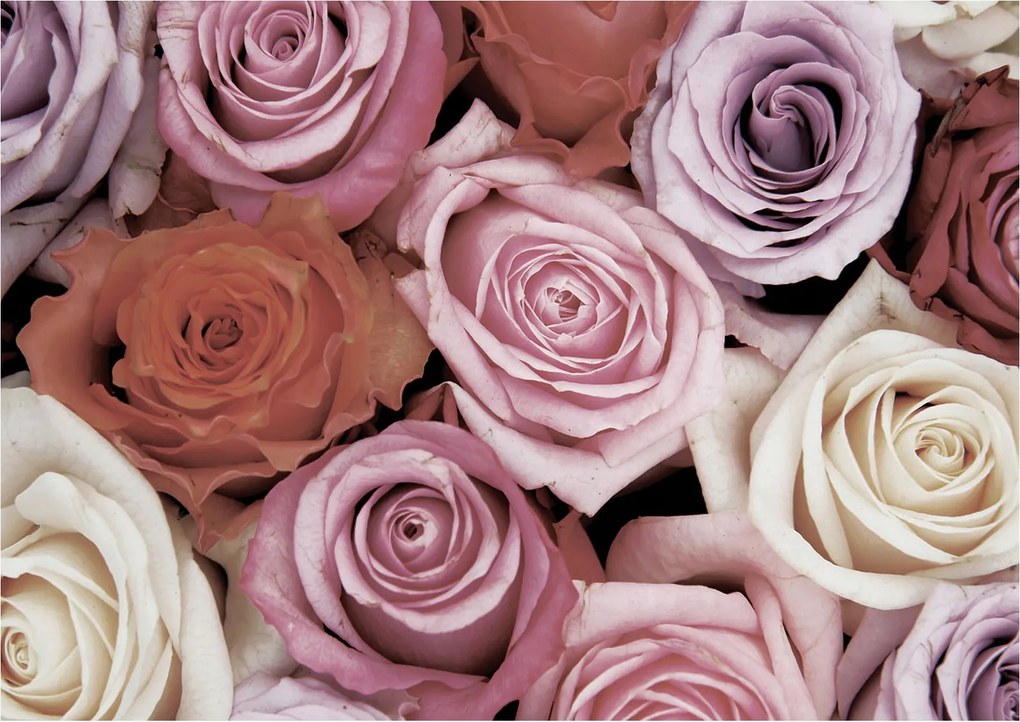 Flizelin fotótapéta Pasztell rózsák Virágok a hálószobába 250x175 +ragasztó