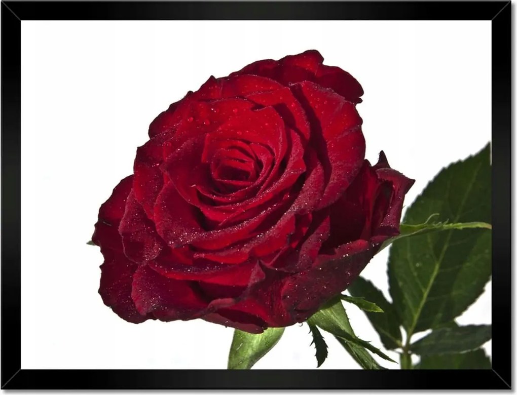 Poszterek keretben 40x30 Vörös rózsa fehér