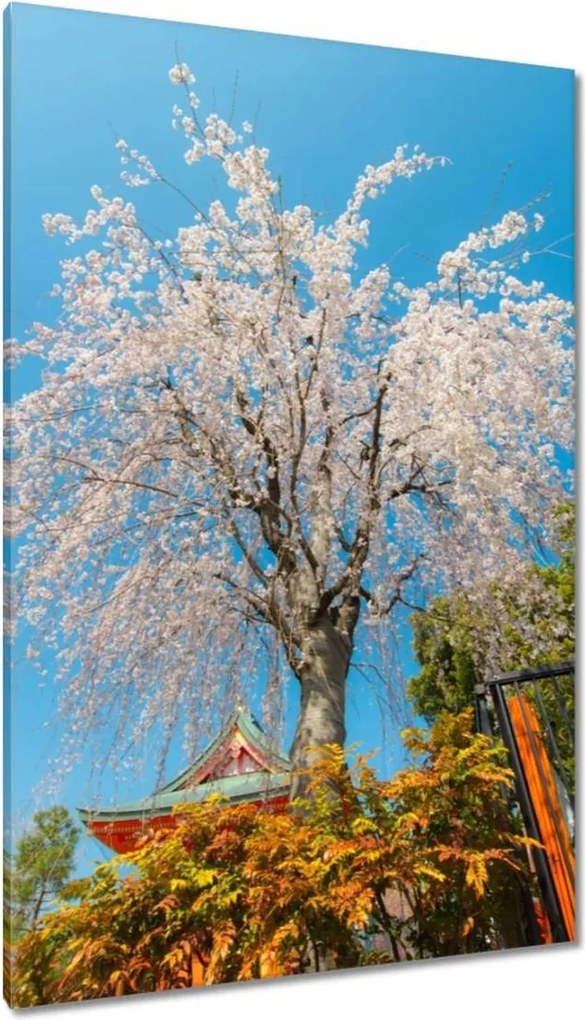 Vászonkép 80x120 Virágzó cseresznye