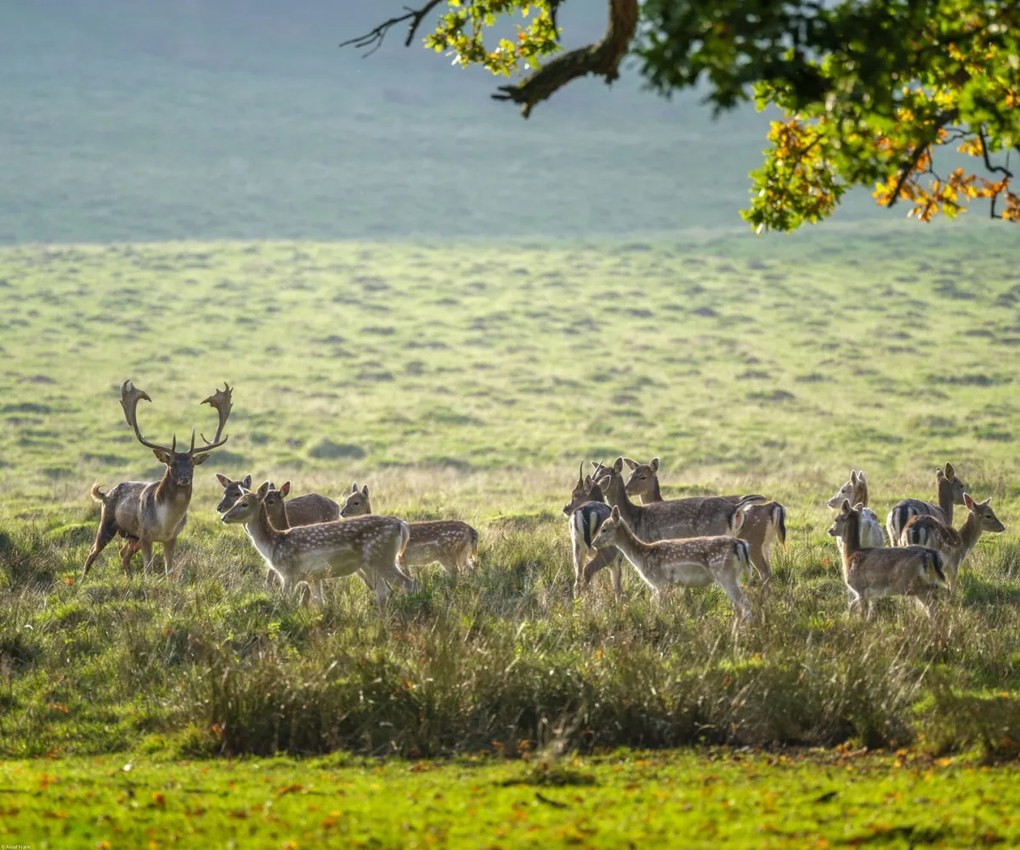 Poszter 60x50cm Csorda, Assaf Frank