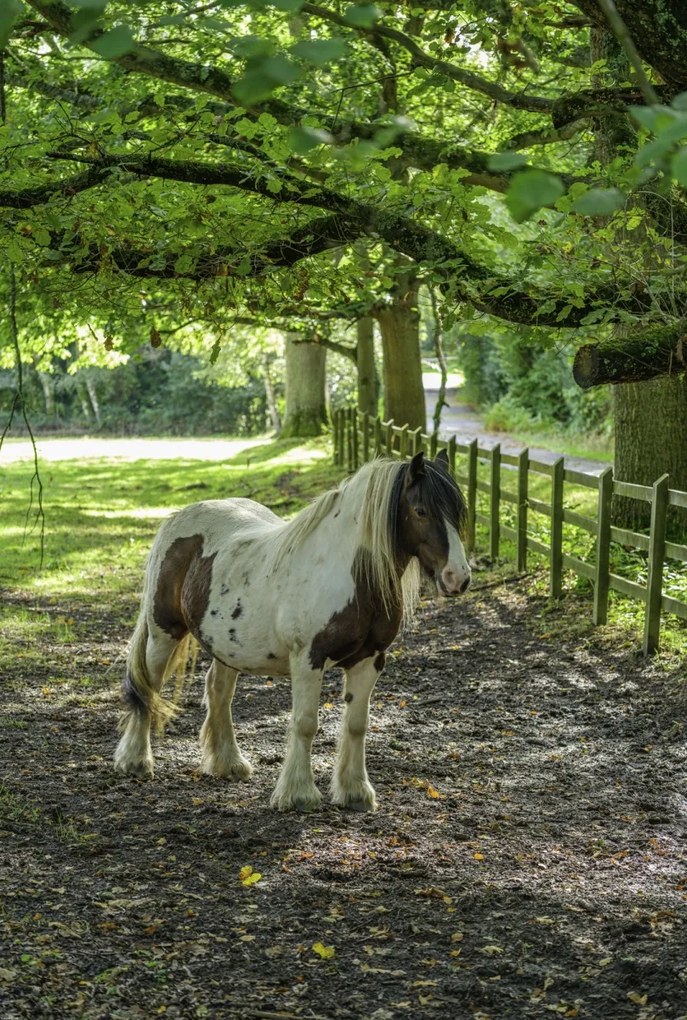 Poszter 68x101cm Ló a farmon, Assaf Frank