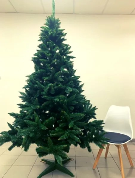 Karácsonyfa Kaukázusi Lucfenyő 240cm Premium