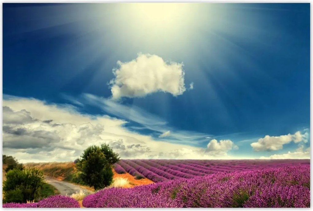 Poszterek 90x60 Levendulamező