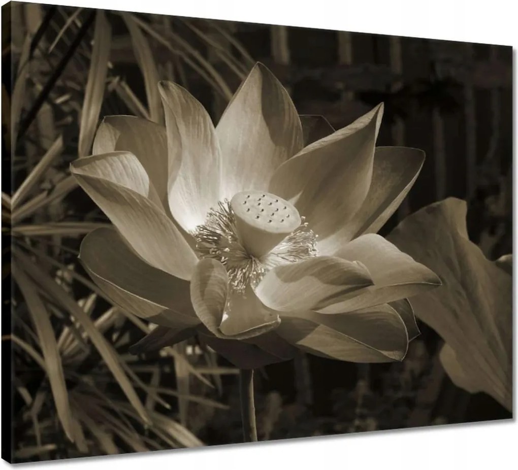 Vászonkép 50x40 Lótuszvirág