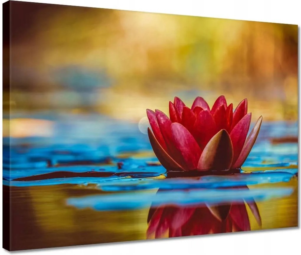 Vászonkép 40x30 Vízi liliom Virág Víz