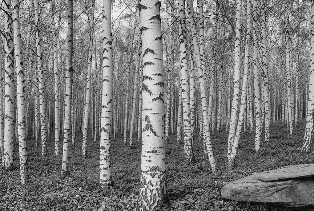 Dekoratív Fotótapéta Hálószobába Nyírerdő 104x70 Ragasztó