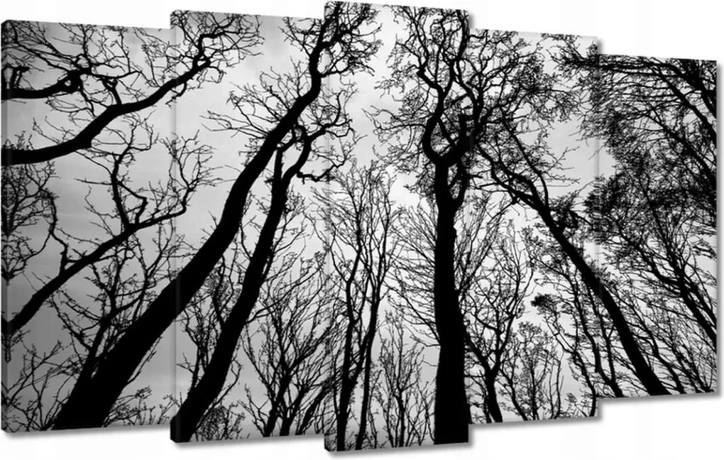 Vászonkép 100x60 Erdő Fák Kilátás alulról