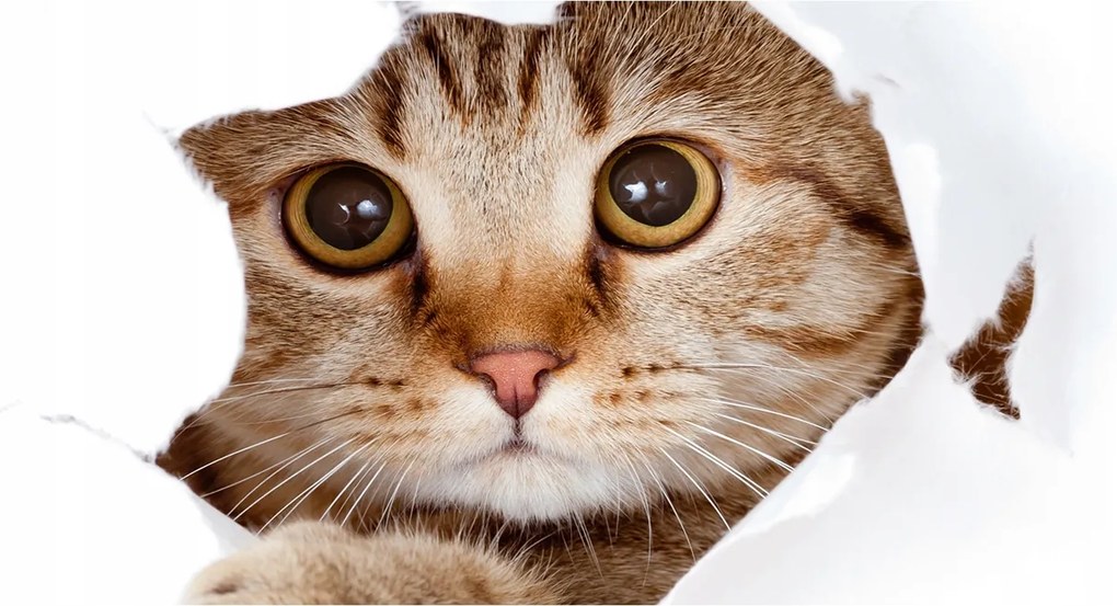 Fotó-kép fotó edzett üveg macska 140x70