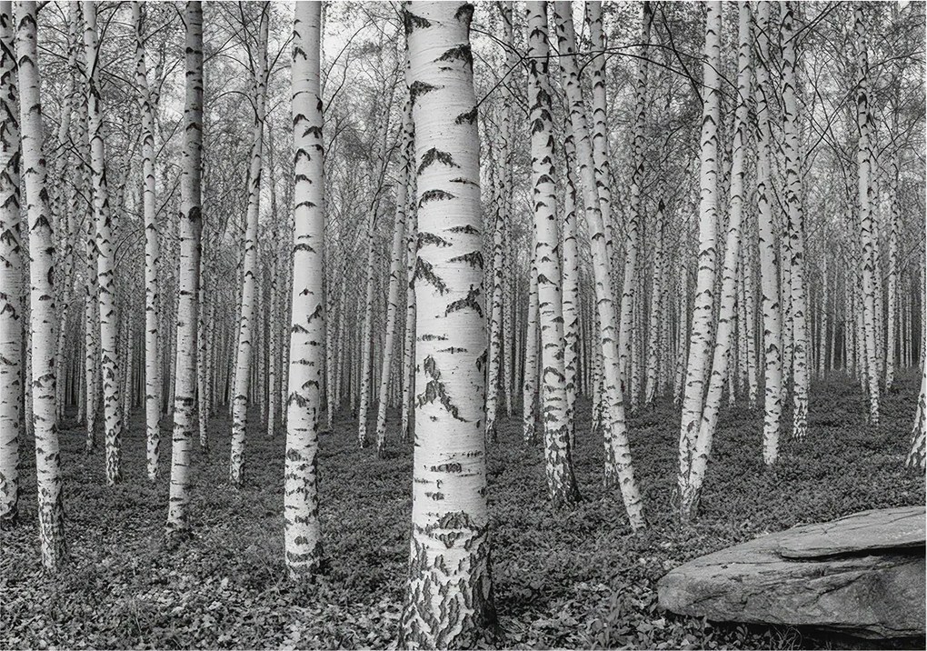 Dekoratív Fotótapéta Hálószobába Nyírerdő 208x146 Ragasztó