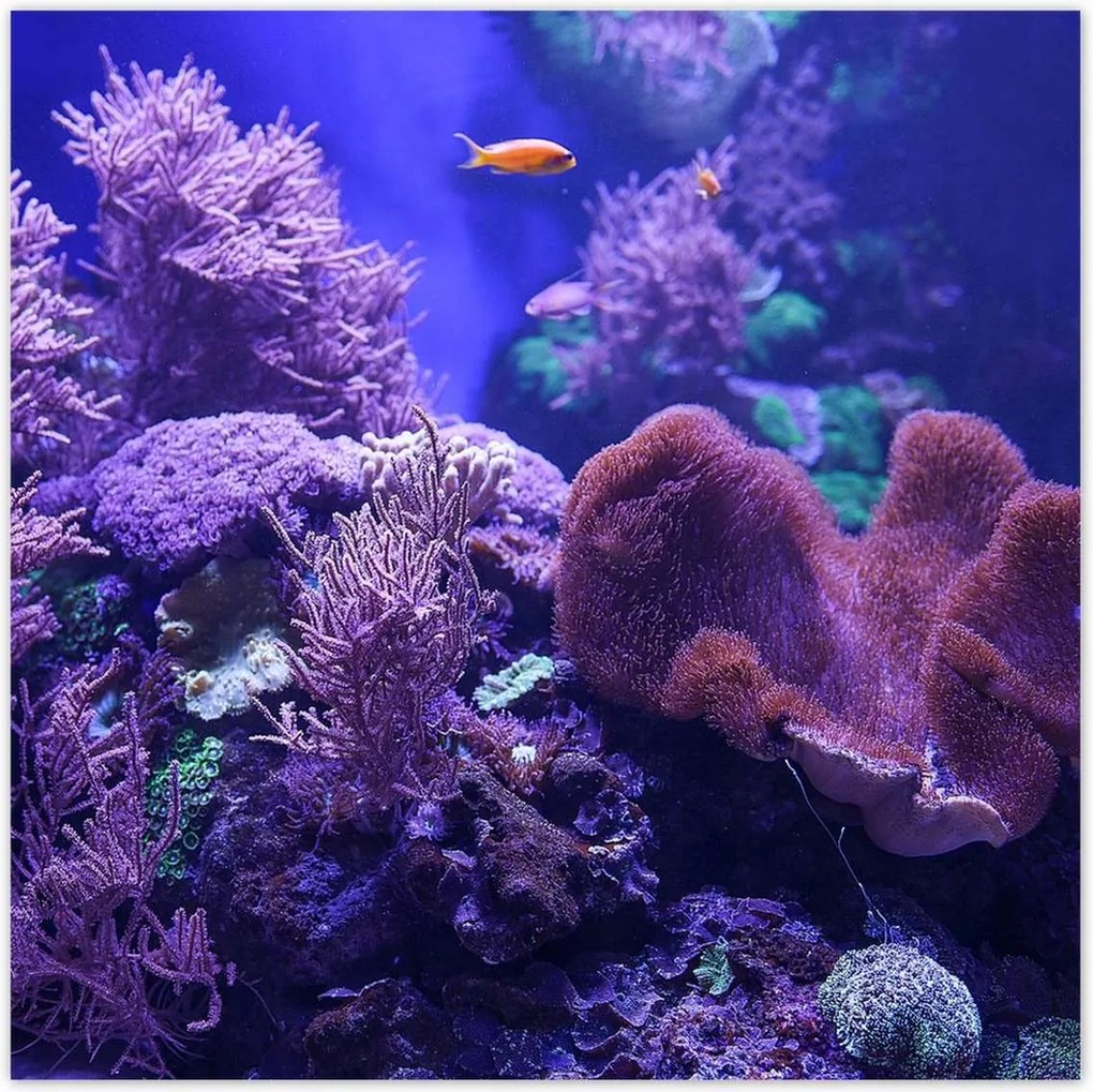 Poszterek 140x140 Víz alatti tengeri világ