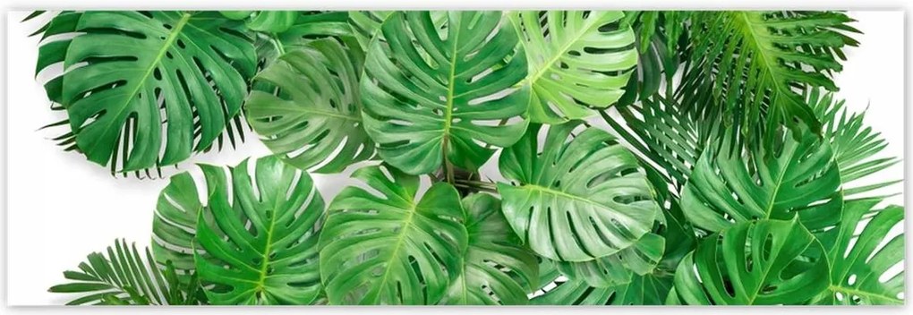 Poszterek 200x66 Monstera Lyukas levelek