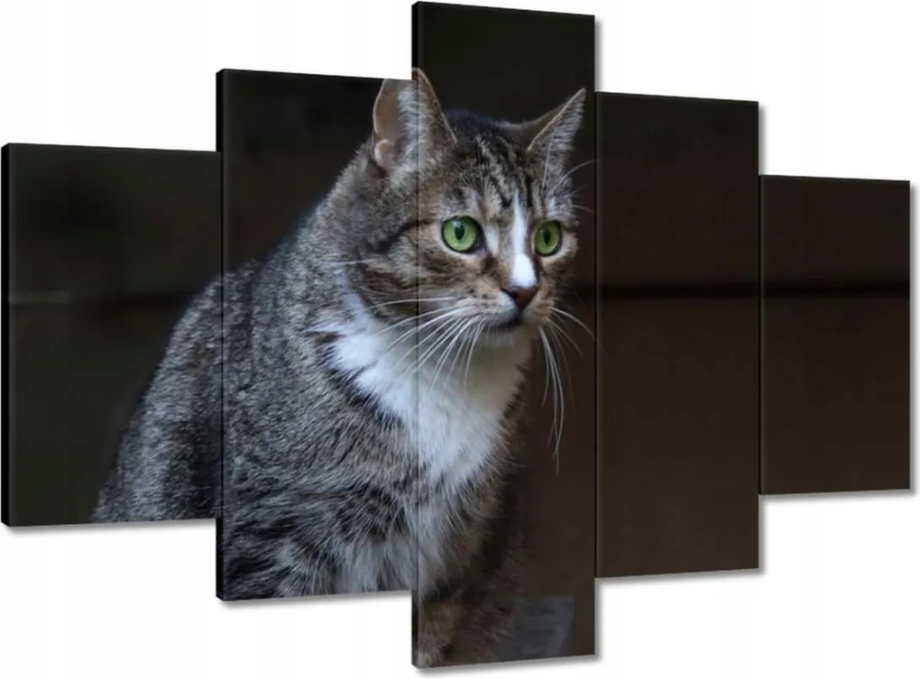 Képek 150x105 Cica Cicák