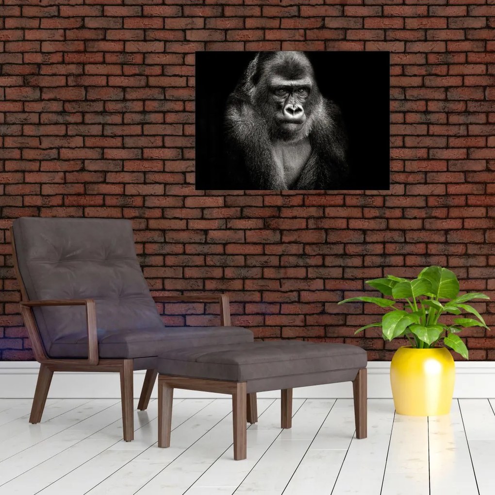 Kép - Gorilla (70x50 cm)