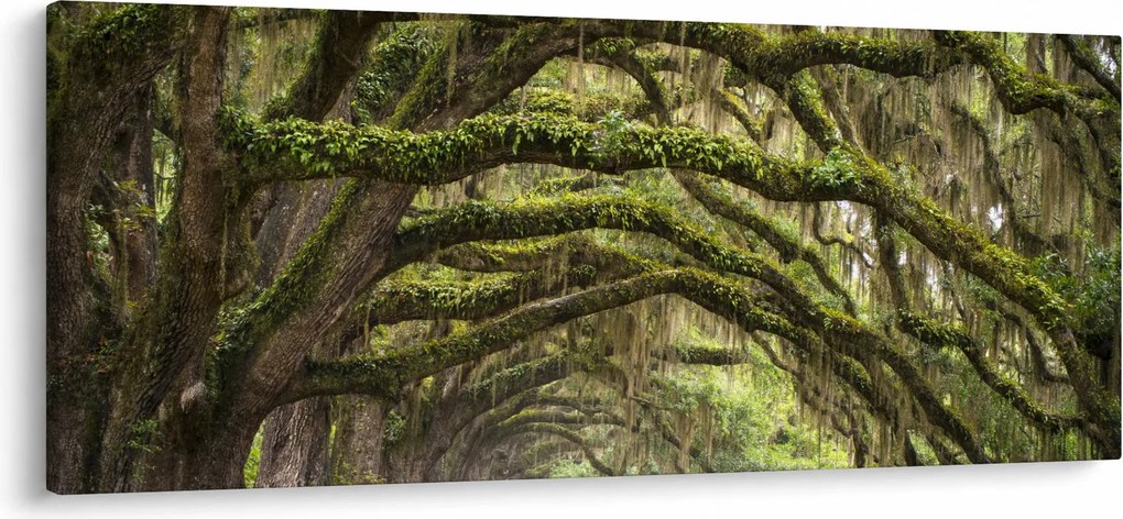 Kép - Oaks Avenue, Charleston, Dél-Karolina, Egyesült Államok (120x50 cm)
