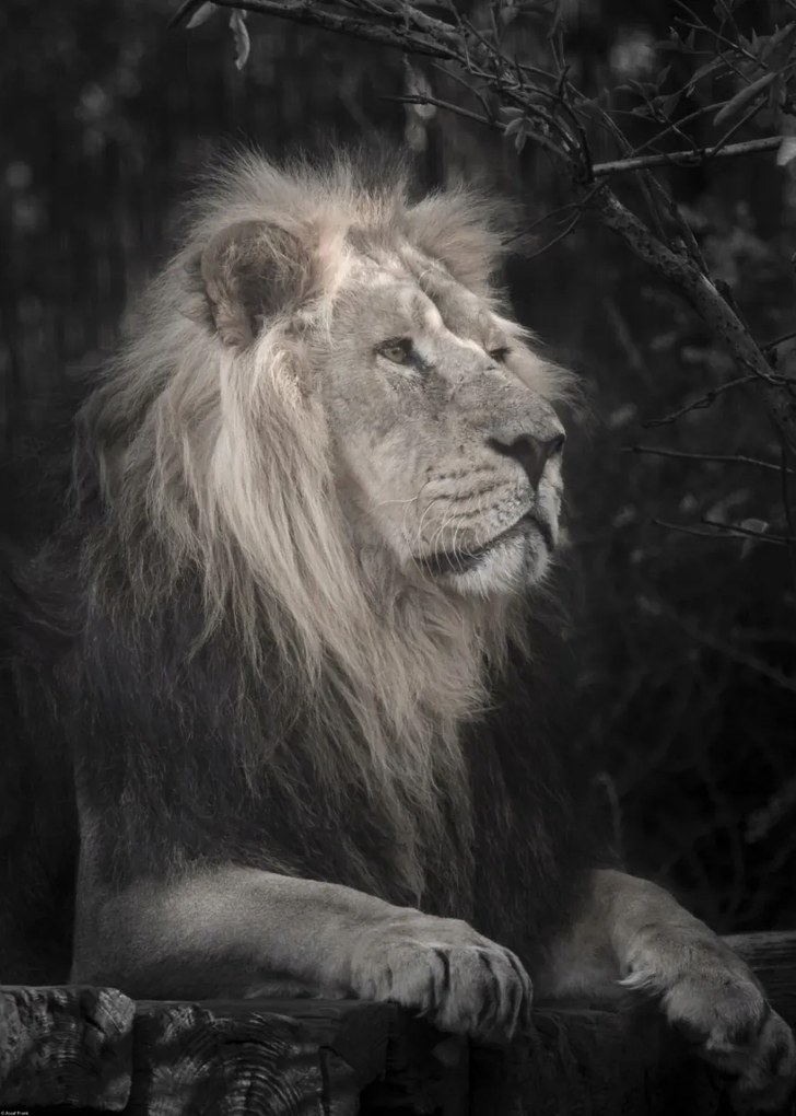 Poszter 50x70cm Oroszlán, Assaf Frank