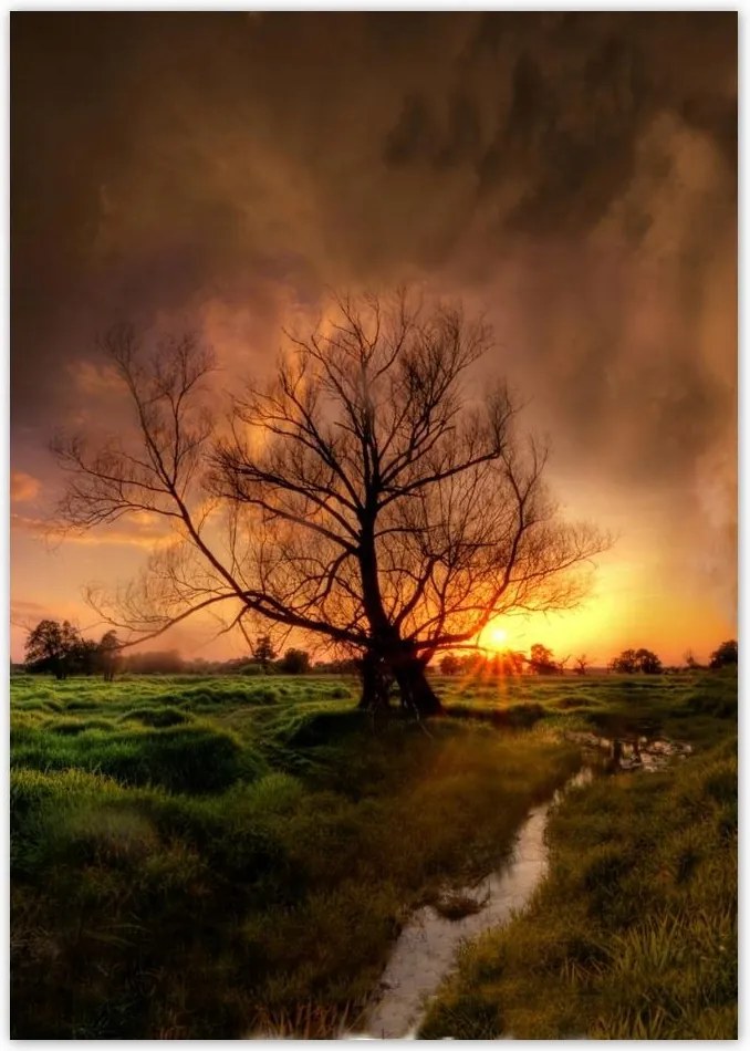 Poszterek A5 Pion Tölgy a croissant-ban Nyugat