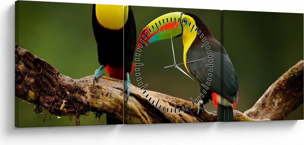 Ülő tukánok képe, Costa Rica (órával) (90x30 cm)