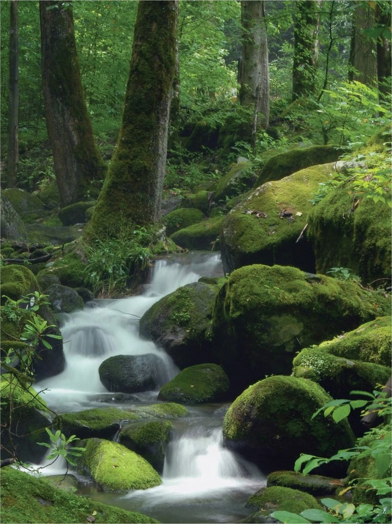 Fotótapéta Erdei patak vízesés vinil patak 184x254 Erdei mese +ragasztó