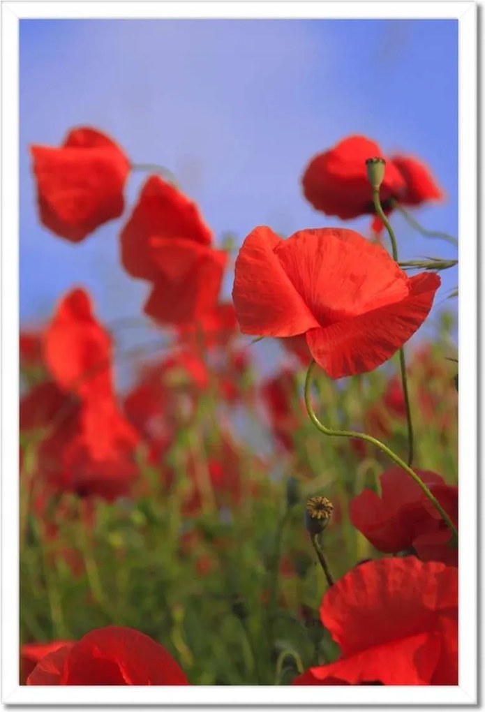 Poszterek keretben 40x60 Pipacsok az égbolt hátterében