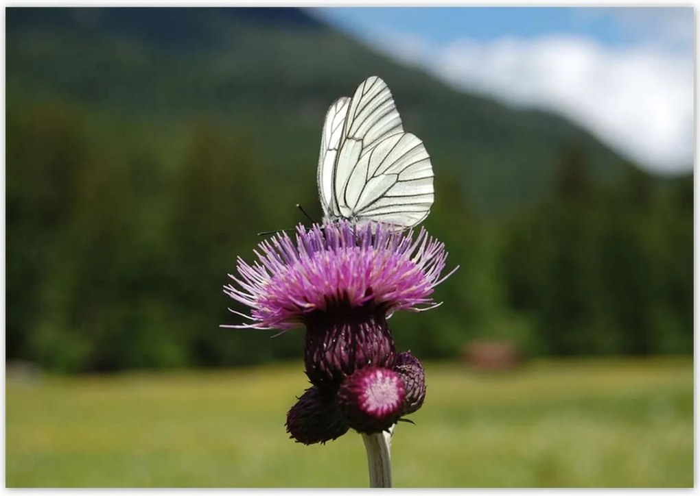 Poszterek 100x70 Fehér káposzta