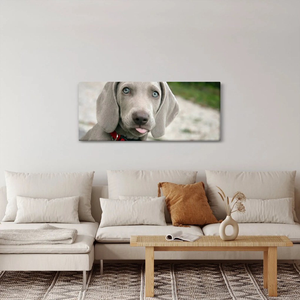 Kép - weimaraner kölyökkutya (120x50 cm)