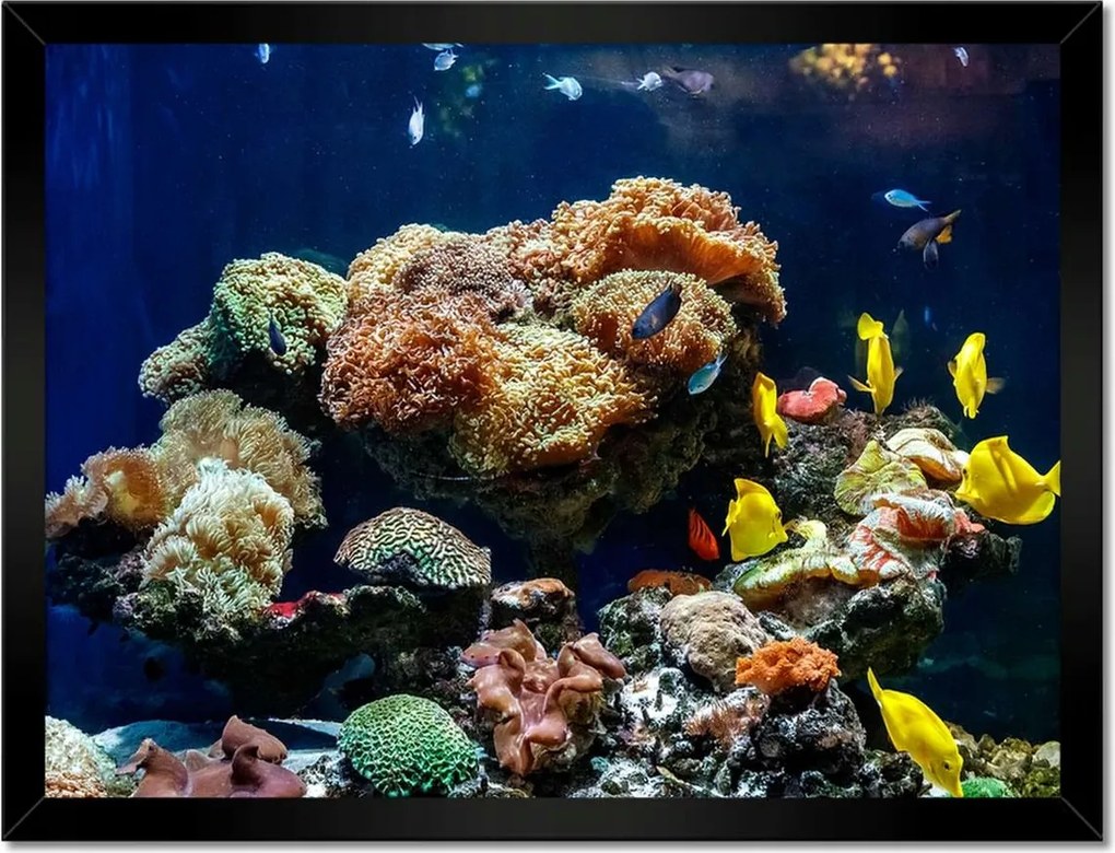Poszterek keretben 40x30 Halak Korallzátony