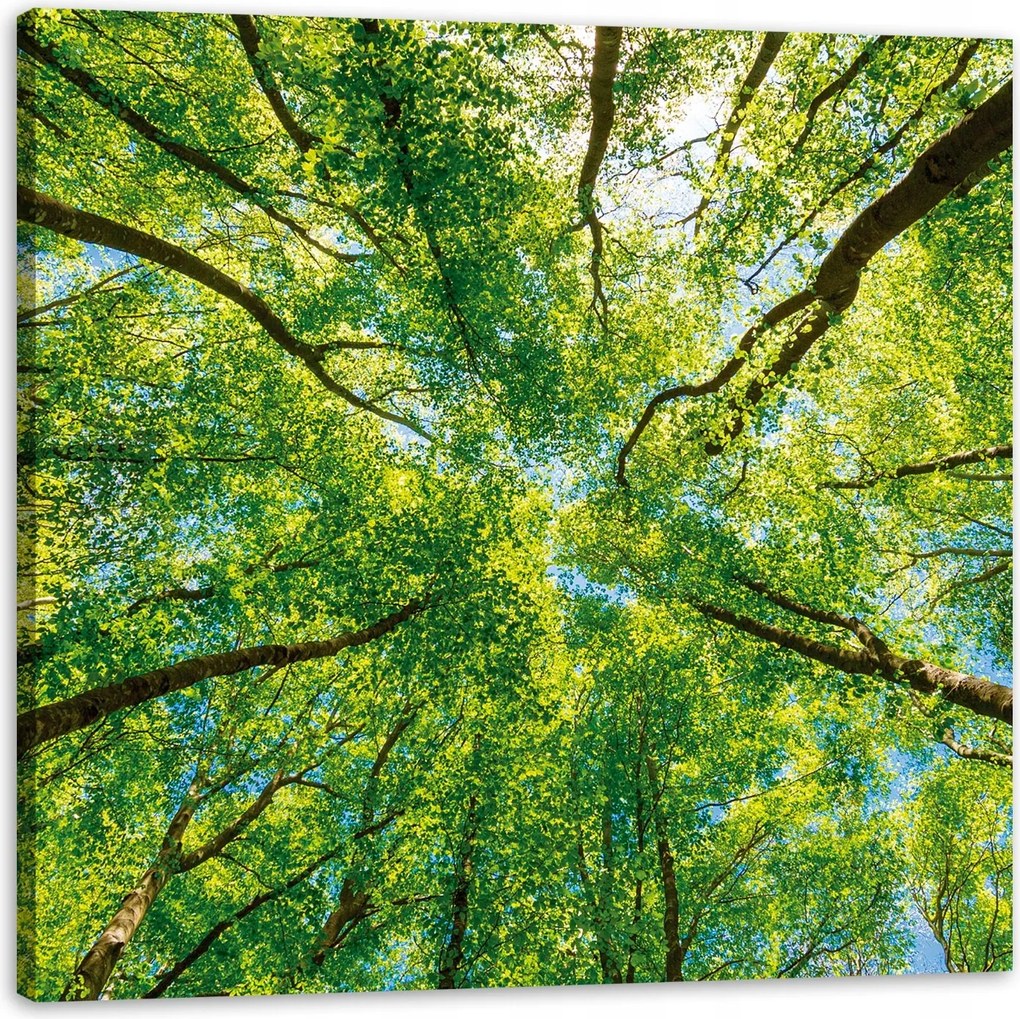 Vászonkép Fák Levelek Természet Erdő Tavasz 90X90 cm