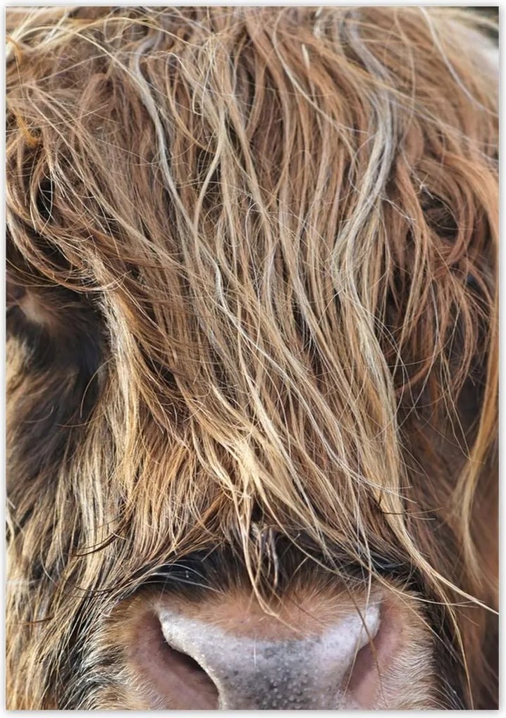 Poszterek 70x100 Skót tehén szarvakkal