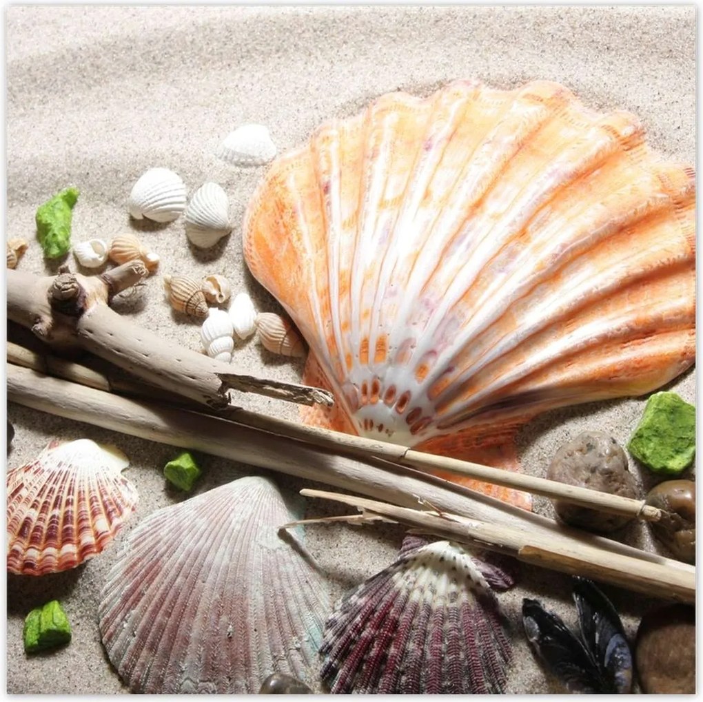 Poszterek 100x100 Kagylók a balti tengerpartról