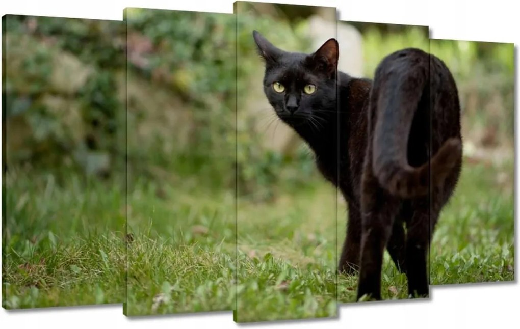 Vászonkép 100x60 Cica