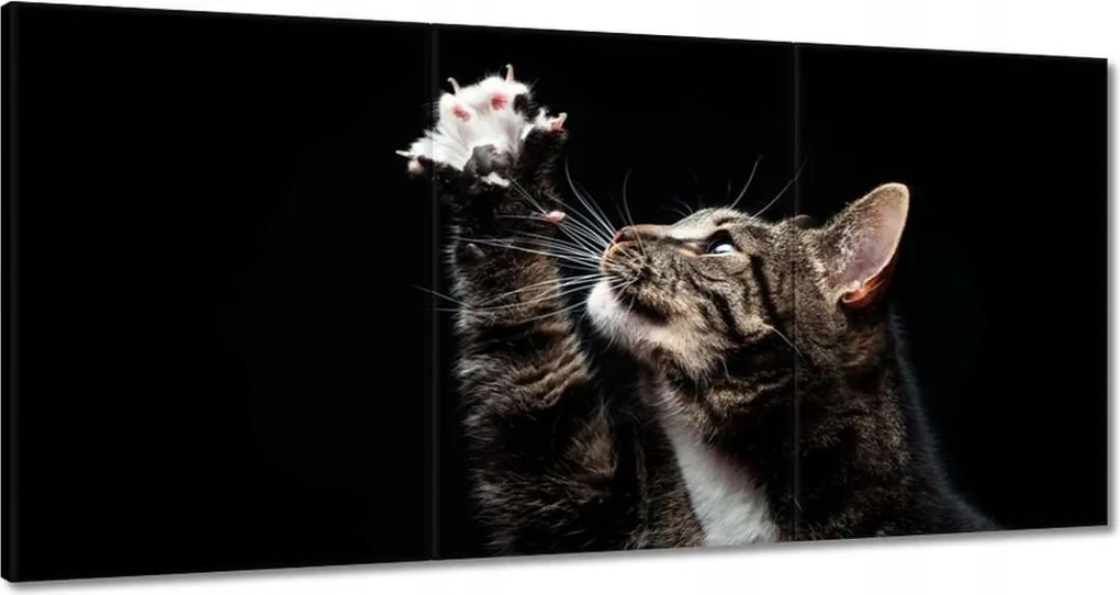 Vászonkép 180x90 Fajtatiszta macska kis mancsával