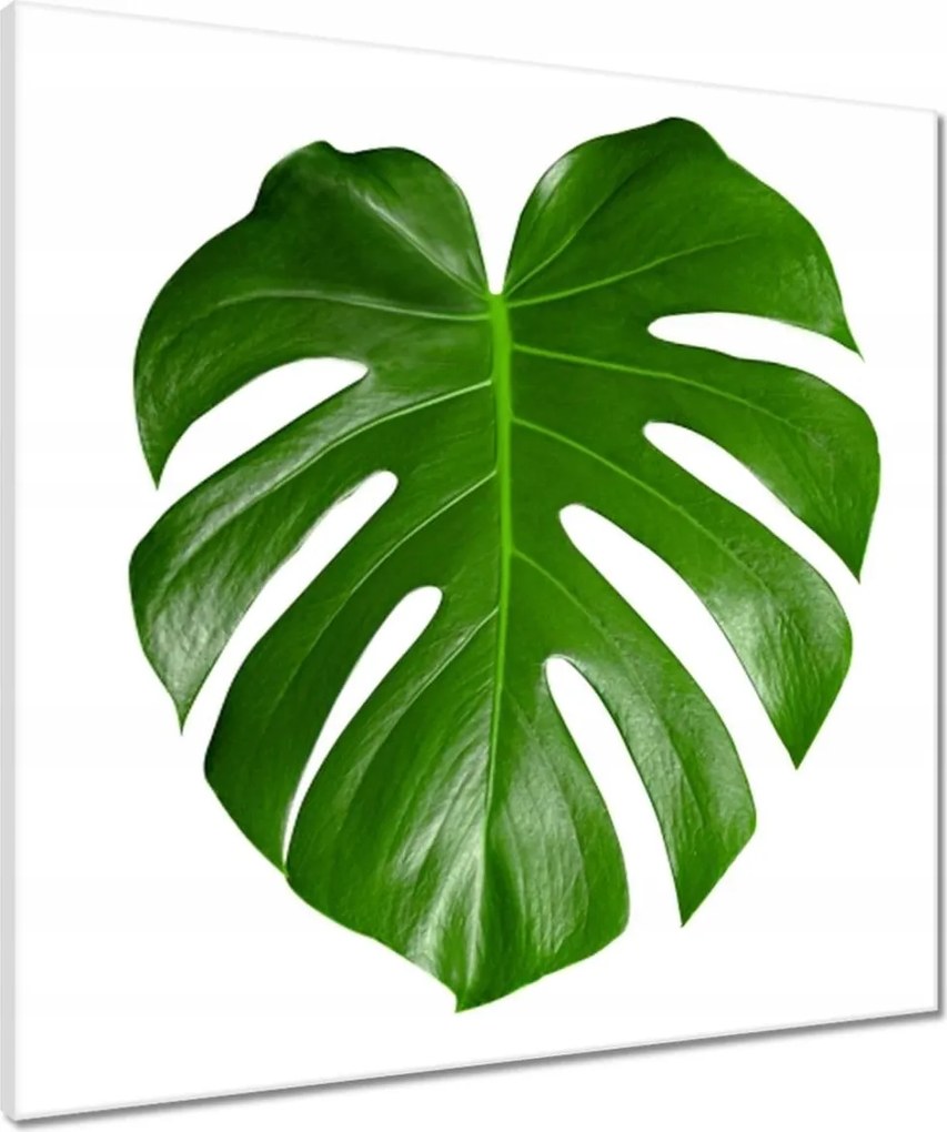 Vászonkép 60x60 Monstera Lyukas levelek