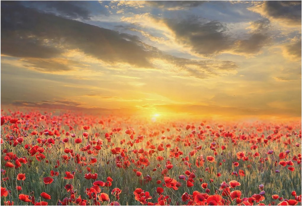 Flizelin fotótapéta Flizelin Design Pipacs mező 152x104 Ragasztó