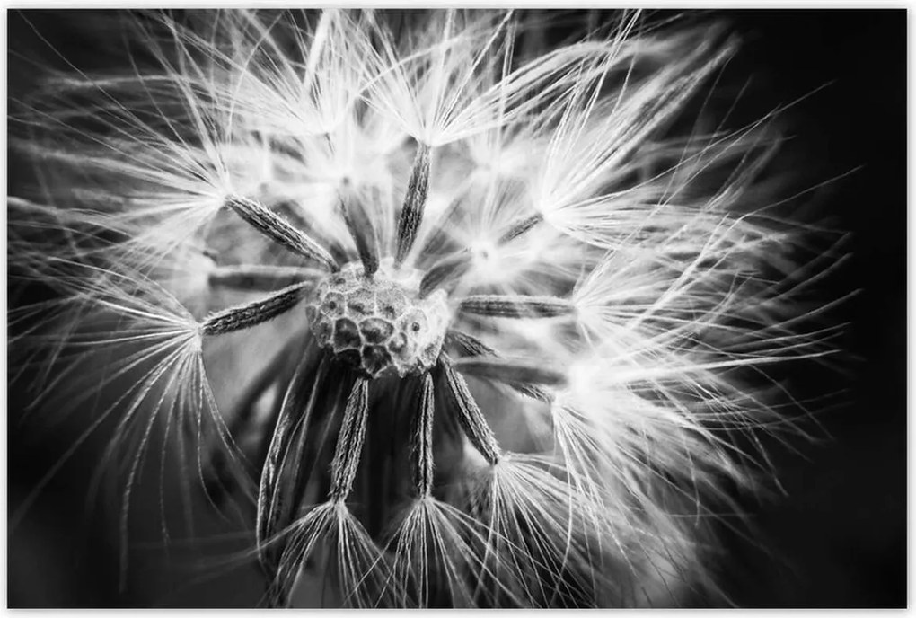 Poszterek 120x80 Pitypang Virág Virágok