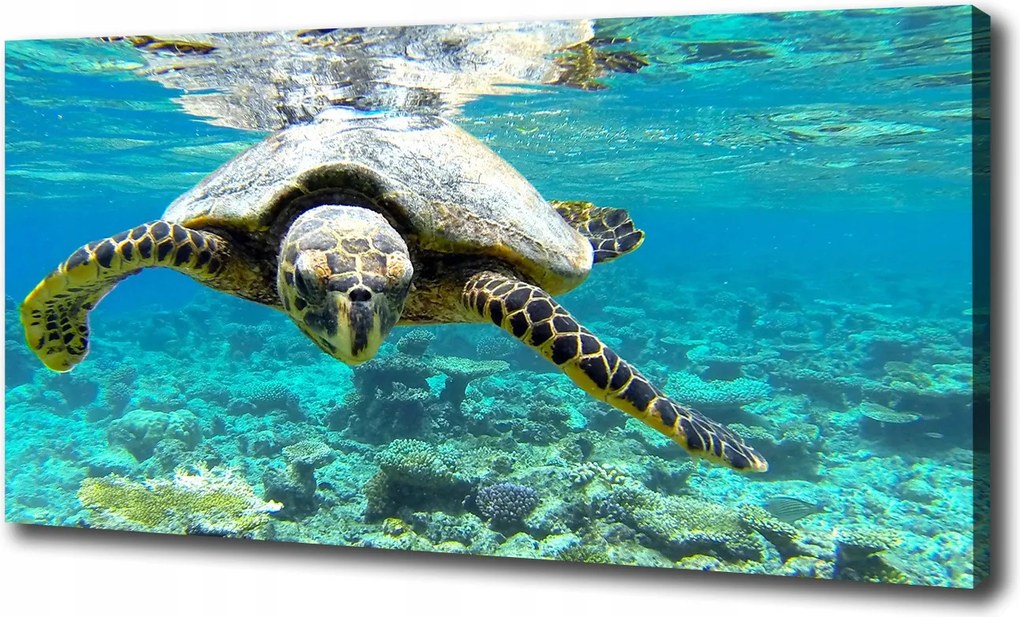 Canvas falikép Tengeri teknős 100x70 cm