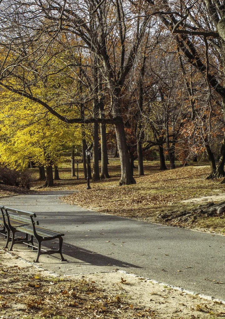 Poszter 21x29,7cm Ösvény a Central Parkon át, Assaf Frank