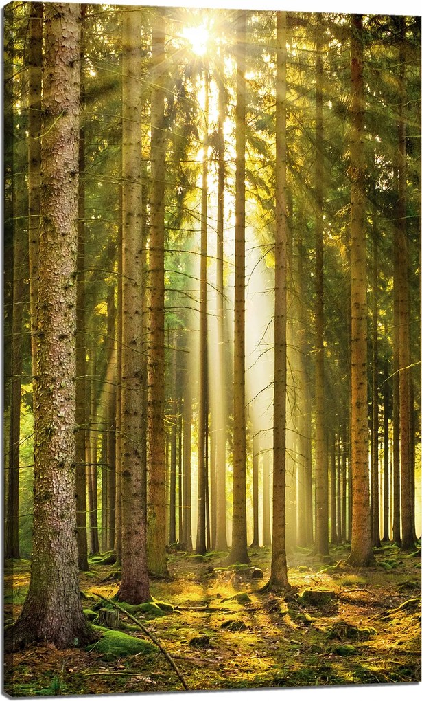 Vászonkép Erdő Fák Nap Természet Tavasz 60x100 cm