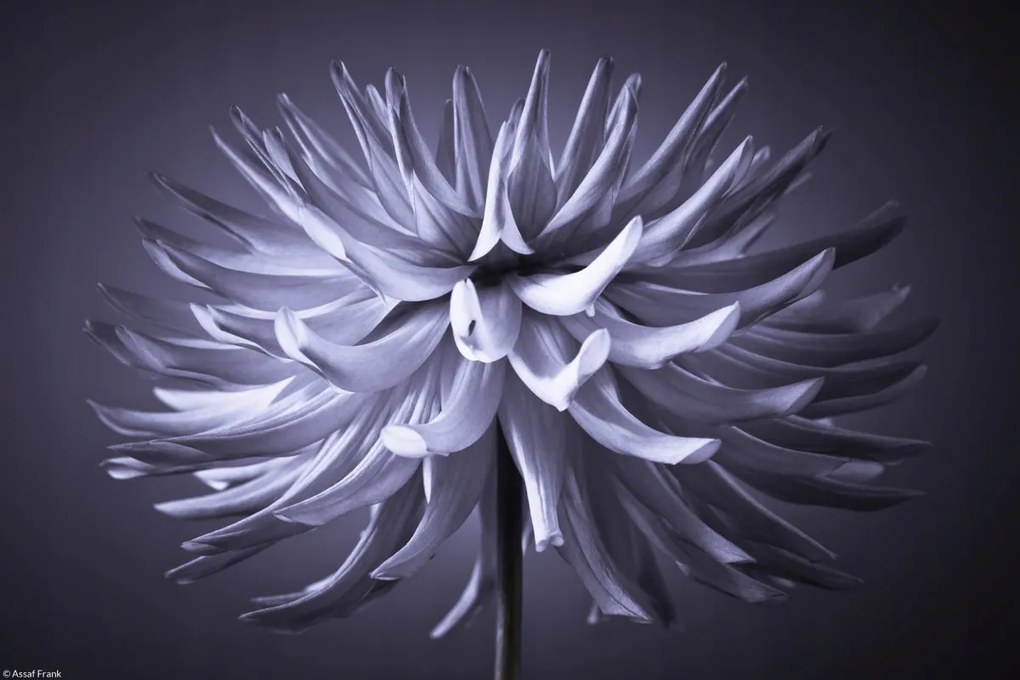 Poszter 30x20cm Dália virág 3, Assaf Frank