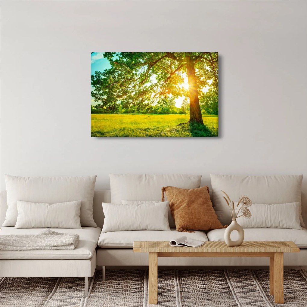 Kép - Sunny Forest (90x60 cm)