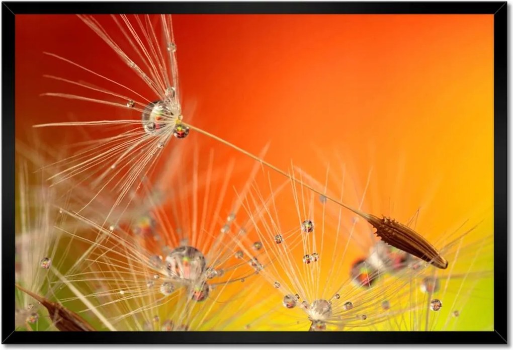 Poszterek keretben 60x40 Pitypang Virág Virágok