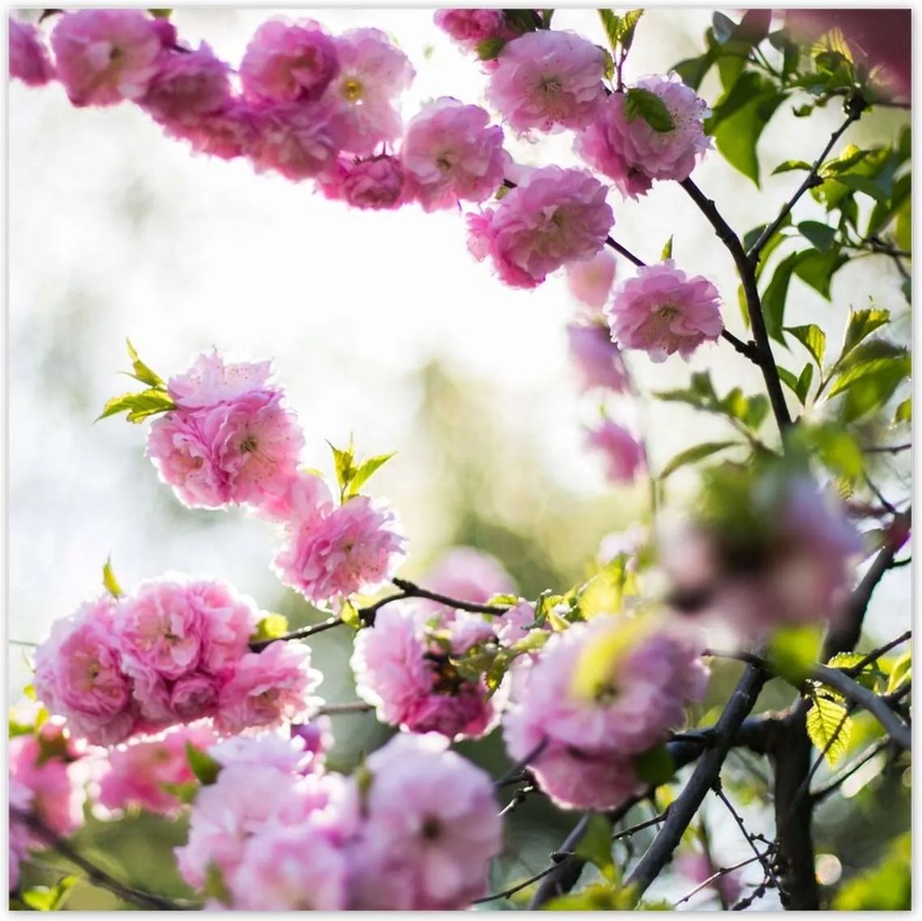 Poszterek 30x30 Rózsaszín virágok Gyönyörű