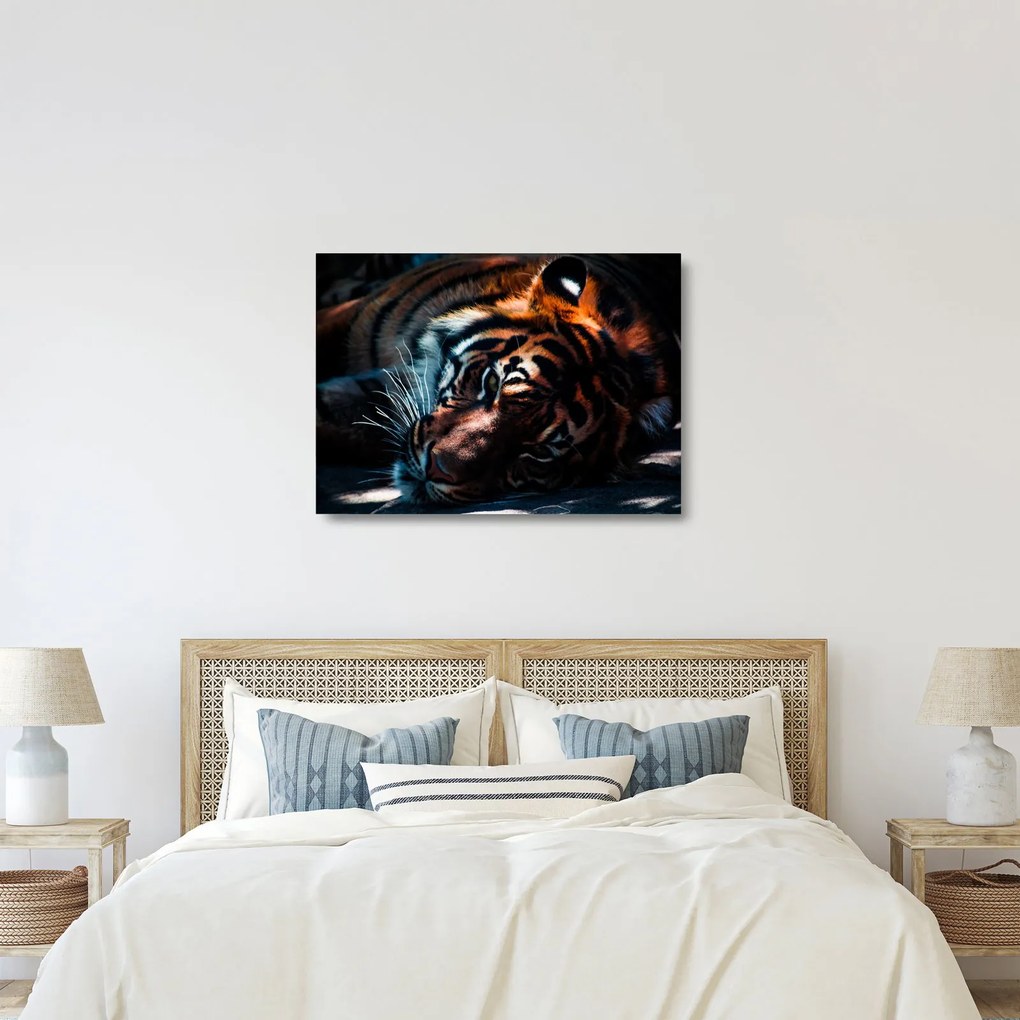 Egy fekvő tigris képe (üvegen) (70x50 cm)