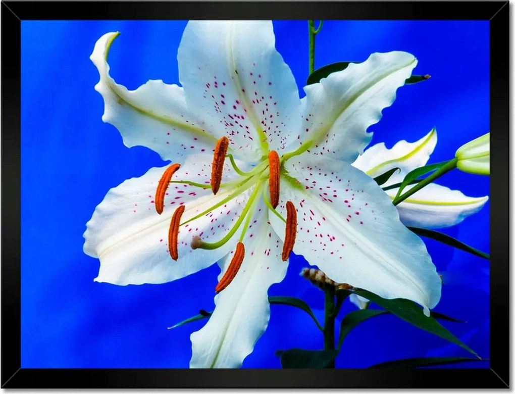 Poszter keretben 40x30 Liliom Fehér virág Virág